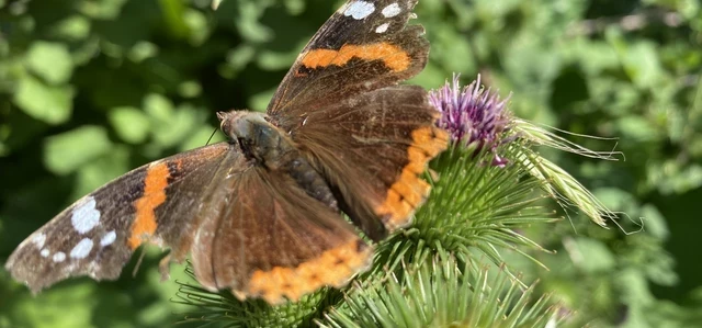 Red Admiral butterfly on a thistle