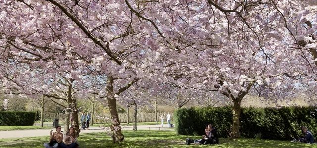 Trees in The Regent's Park and Primrose Hill