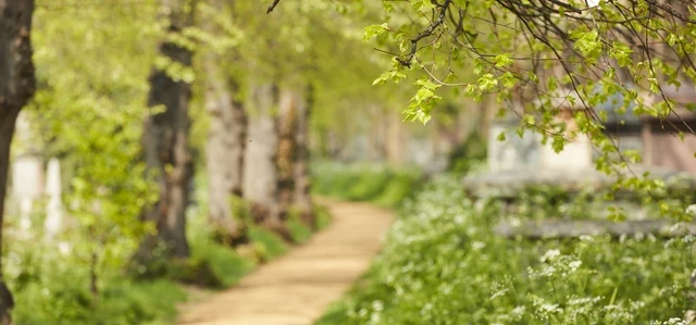 A nature landscape in Brompton cemetery