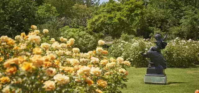 Queen Mary's Gardens in The Regent's Park in summer