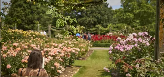 Roses and a person in Queen Mary's Gardens in summer