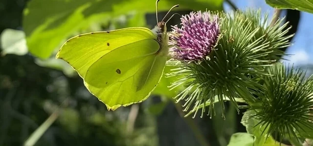 Butterfly on a flower