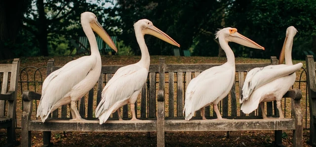 Pelicans on a bench in St. James's Park