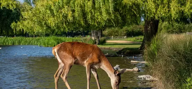 Deer drinking in Bushy Park