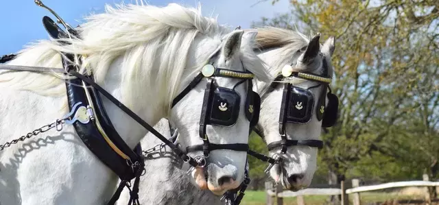 Shire horses in Richmond Park