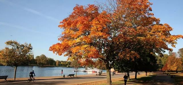 Autumn tree