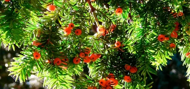 Yew branch and berries