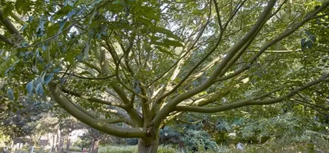 Snake bark maple | The Royal Parks