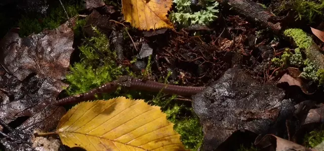 Earthworm among Autumn leaves