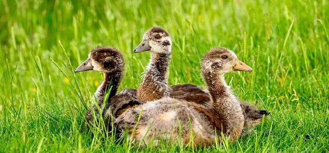 3 goslings sitting on grass