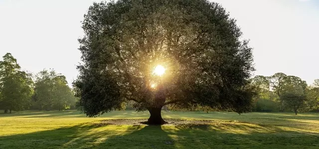 Sunlight shining through the middle of a leafy green tree 