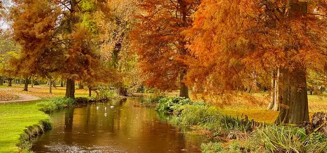 A river running alongside golden autumn trees