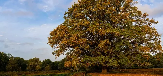 Autumn tree with fallen leaves by the river