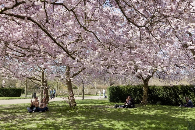 Trees in The Regent's Park and Primrose Hill