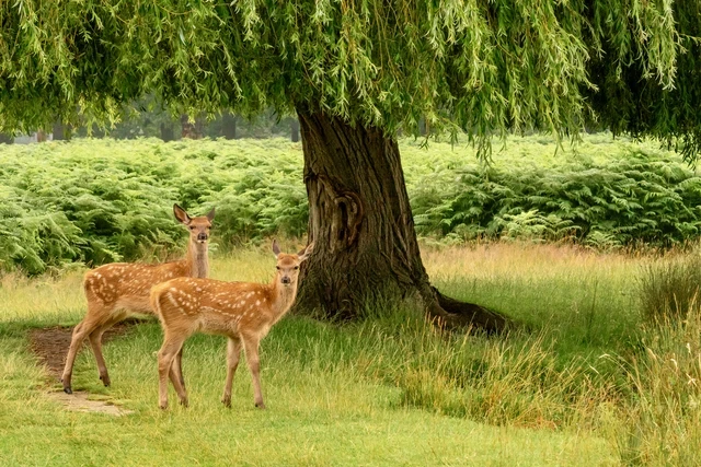 Two deer beside a tree in Bushy Parl