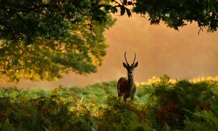 Deer in Richmond Park