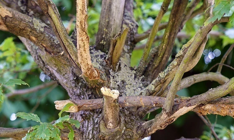 Damaged turkey oak tree