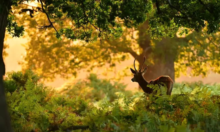 Richmond Park deer
