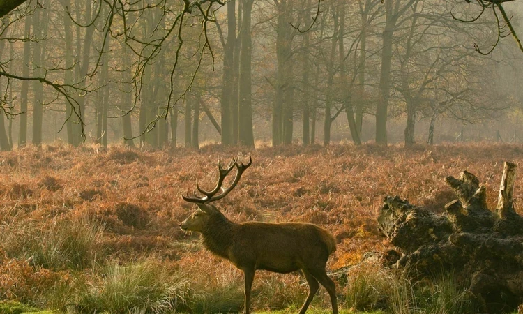 Tick Bites in Richmond Park