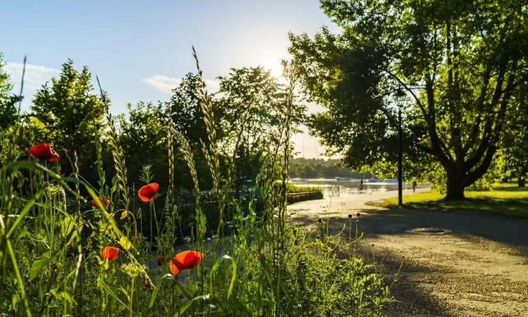 Flowers by the Serpentine