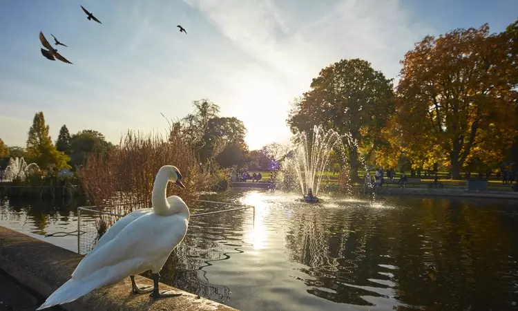 Swan overlooking the Italian Gardens in Kensington Gardens