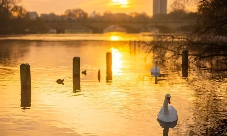 The Serpentine Lake at sunrise in Kensington Gardens