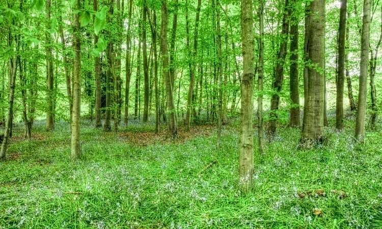 Trees in the Isabella Plantation