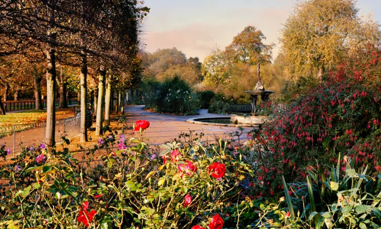 Hyde Park Rose garden