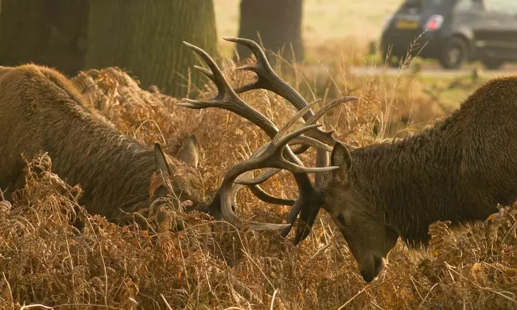 Two stags fighting during the deer rut