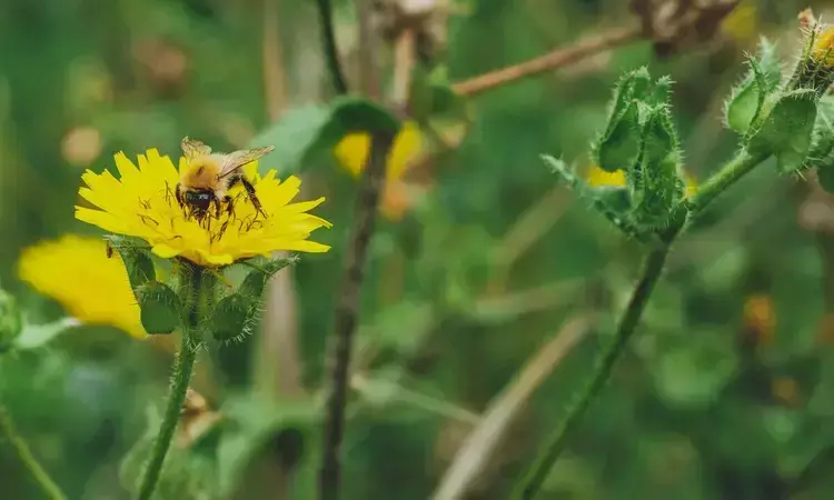 A bee in summer