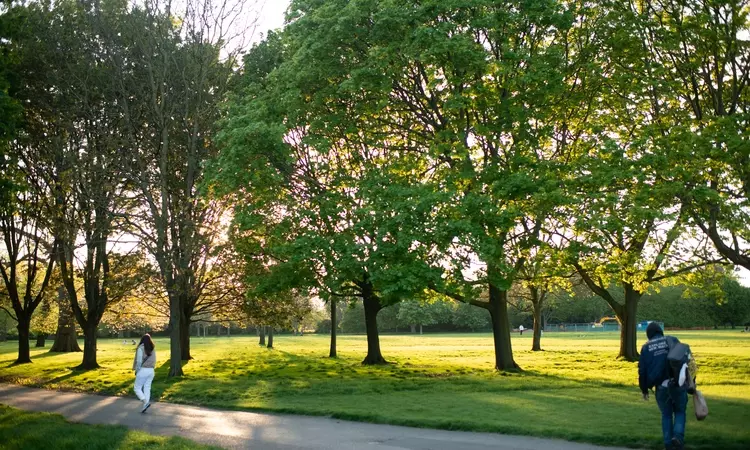 Trees in The Regent's Park