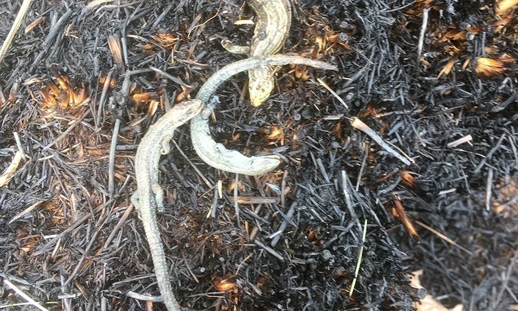 Lizards killed in a fire