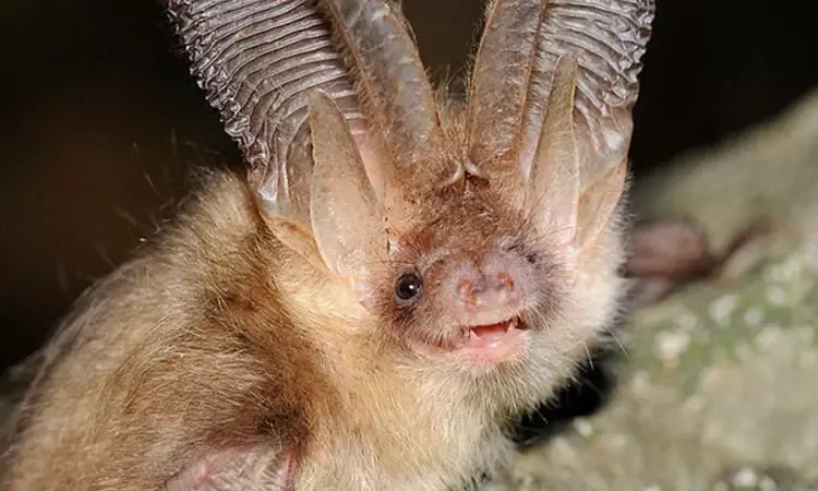 Brown Long-Eared bat