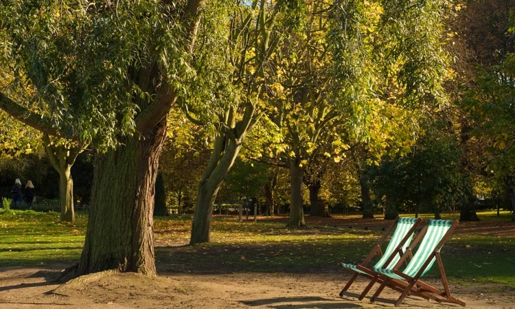 Deck chairs in the park