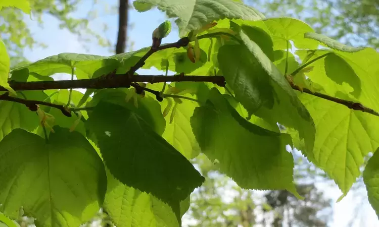 Lime tree leaves - Tilia cordata