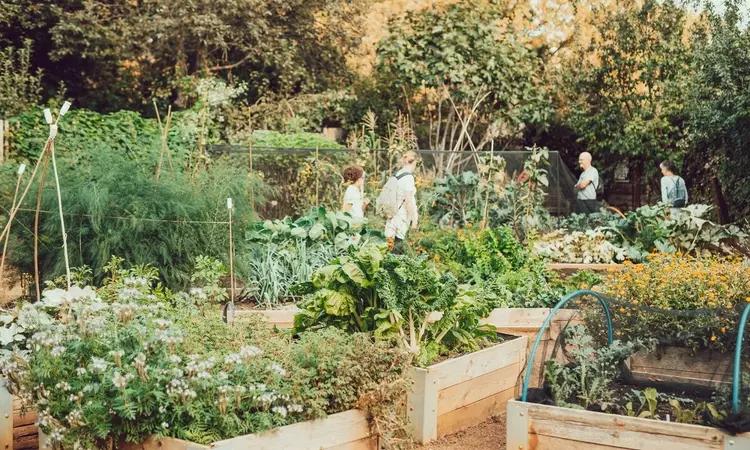 The allotment at Kensington Gardens