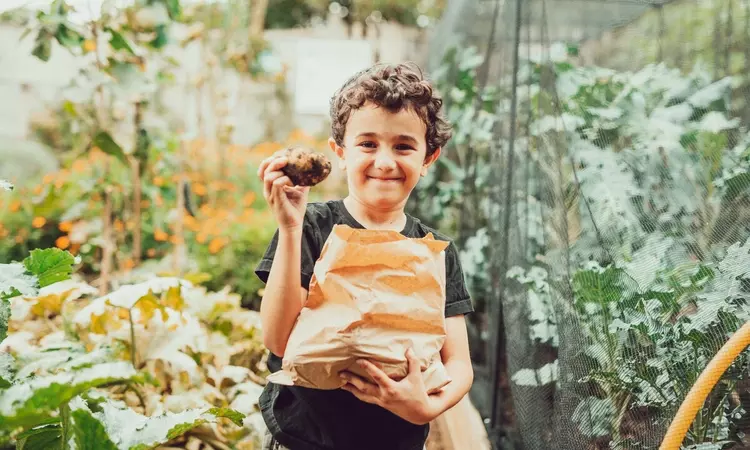 Harvest festival at Kensington Gardens allotment 