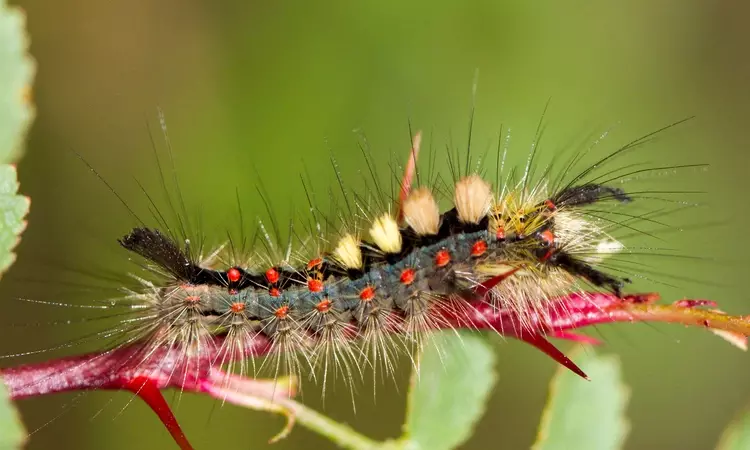 Vapourer moth caterpillar - Orgyia antiqua