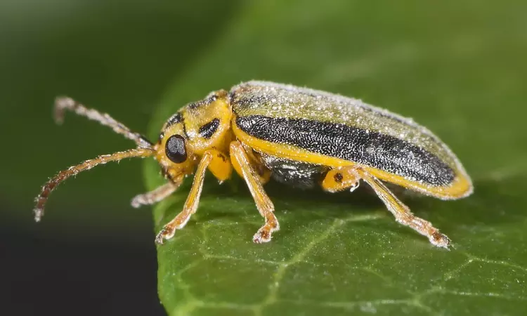 Elm leaf beetle - Xanthogaleruca luteola