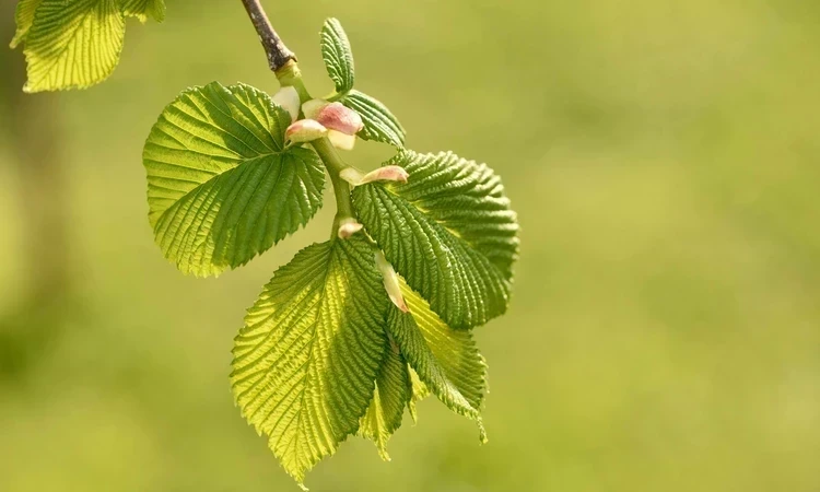 Elm tree leaves - Lutese/New Horizon