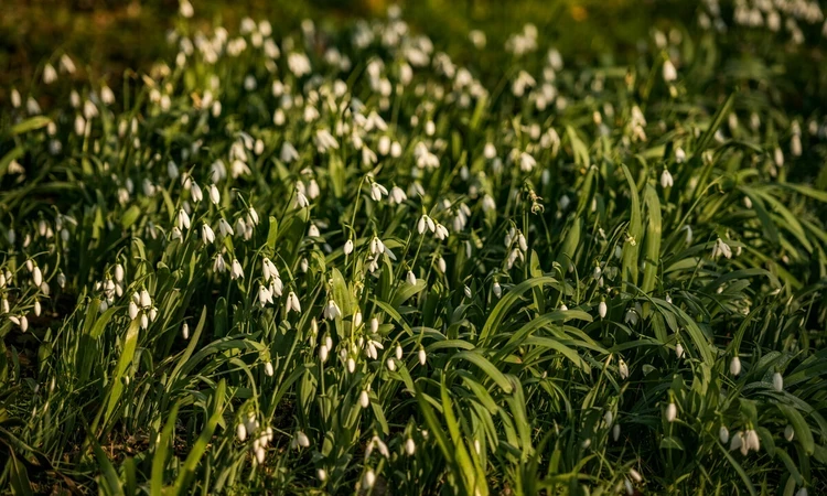 Blooms of Snowdrops in Hyde Park