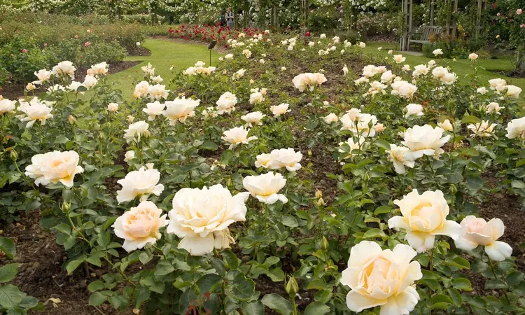 Regent's Park Rose Garden