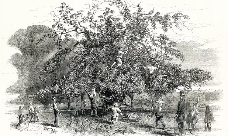 Illustration from 1857 depicting people knocking chestnuts from the trees in Greenwich Park
