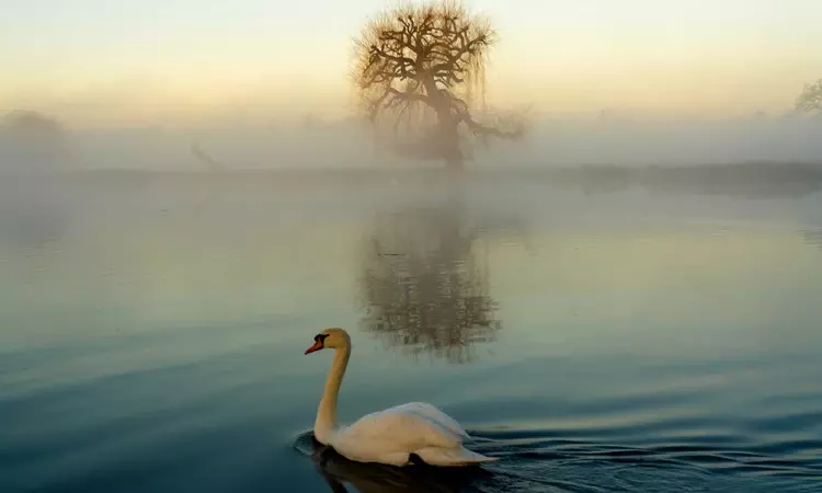 Swan on Longford River in Bushy Park
