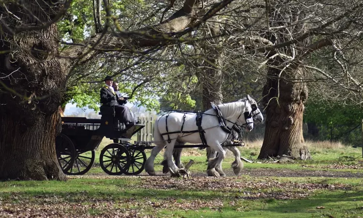 Winter carriage rides in Richmond Park