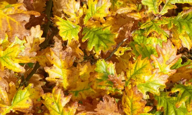 Golden autumn oak leaves
