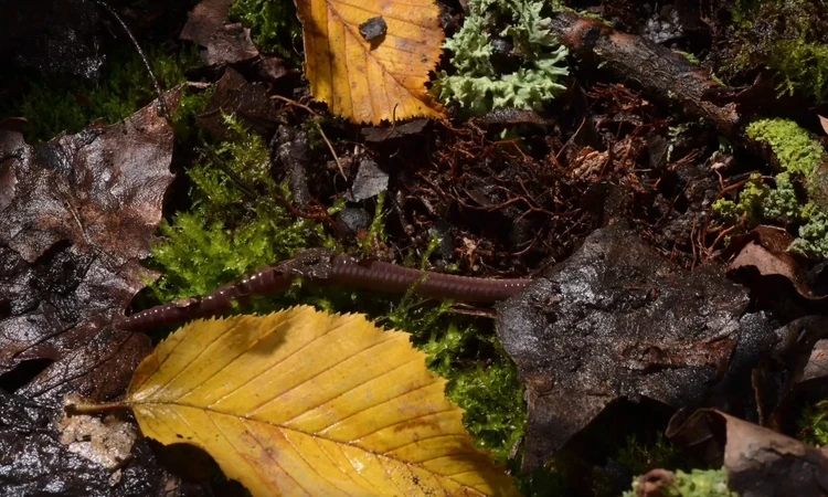 Earthworm among Autumn leaves