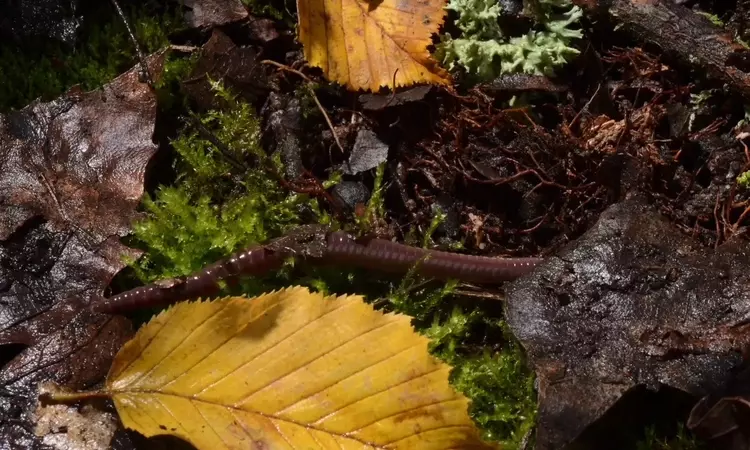 Earthworm among autumn fallen leaves