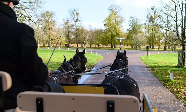 Carriage rides in Bushy Park