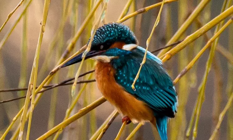 Kingfisher